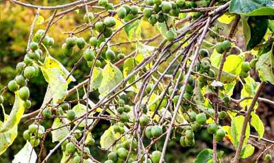 3-《황금산타령》을 부르며